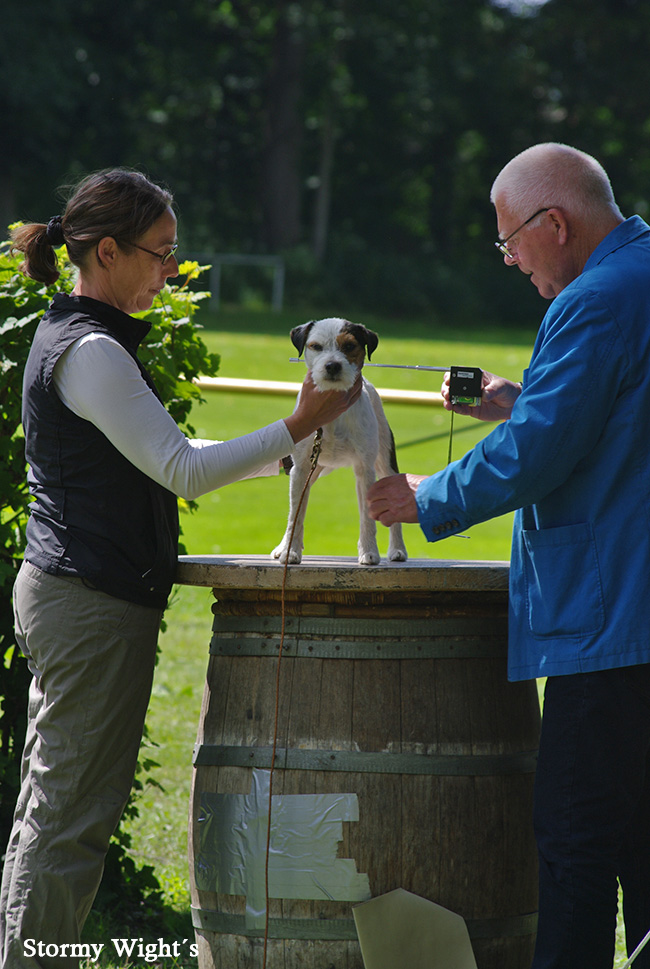 Parson Russell Terrier Einmessen bei Zuchtzulassung