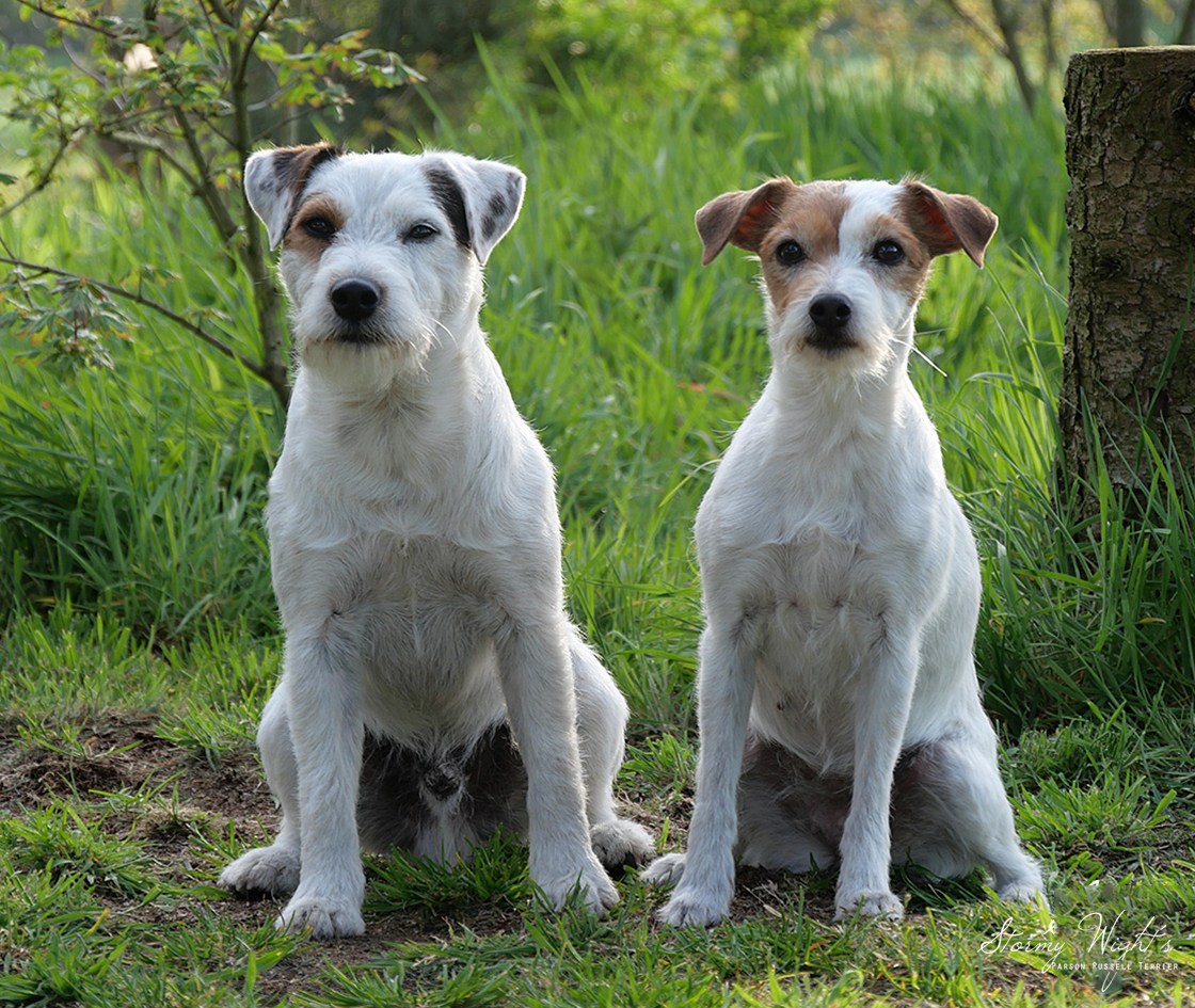 Parson Russell Terrier Anna und Dee