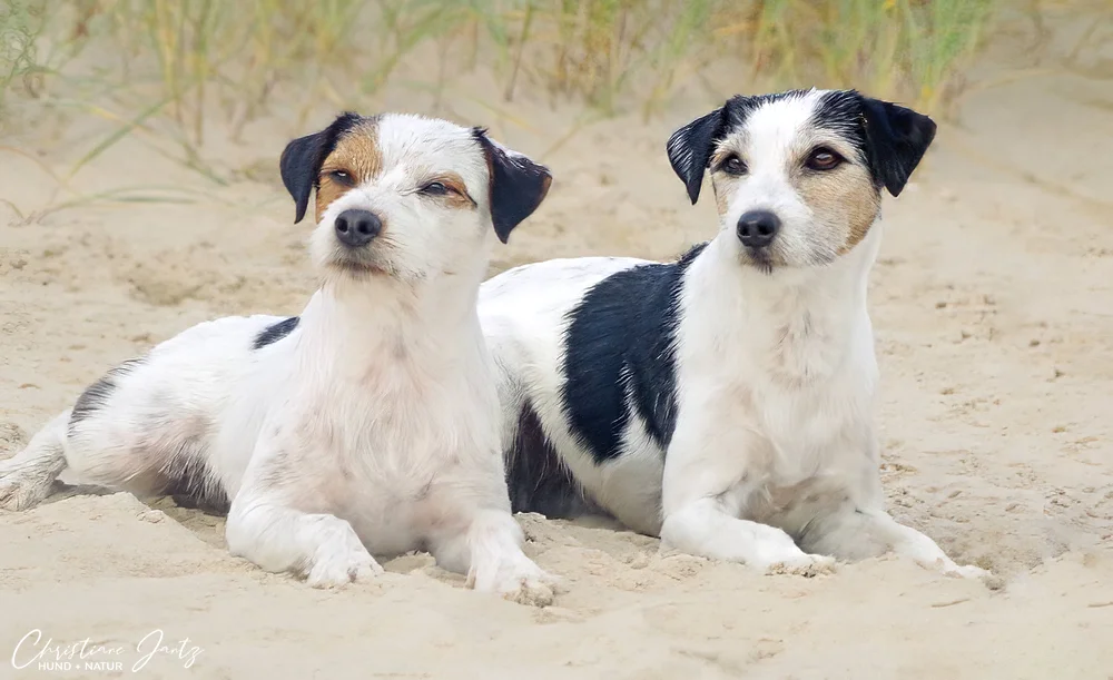 Zwei Parson Russell Terrier in den Dünen