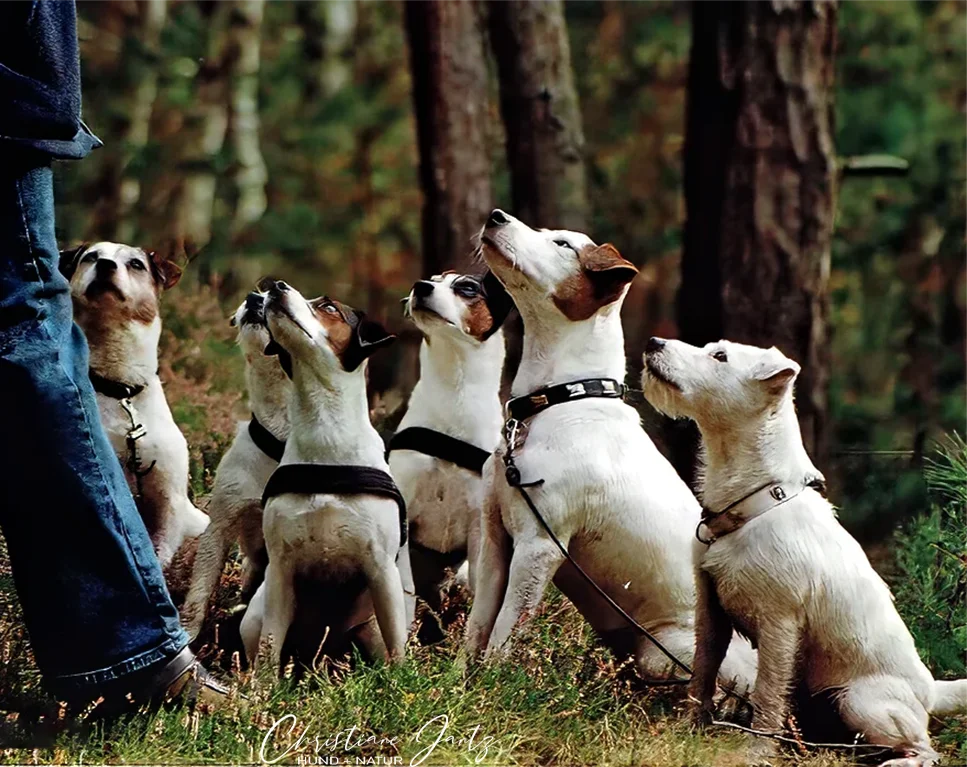 Mehrere Parson Russell Terrier im Wald