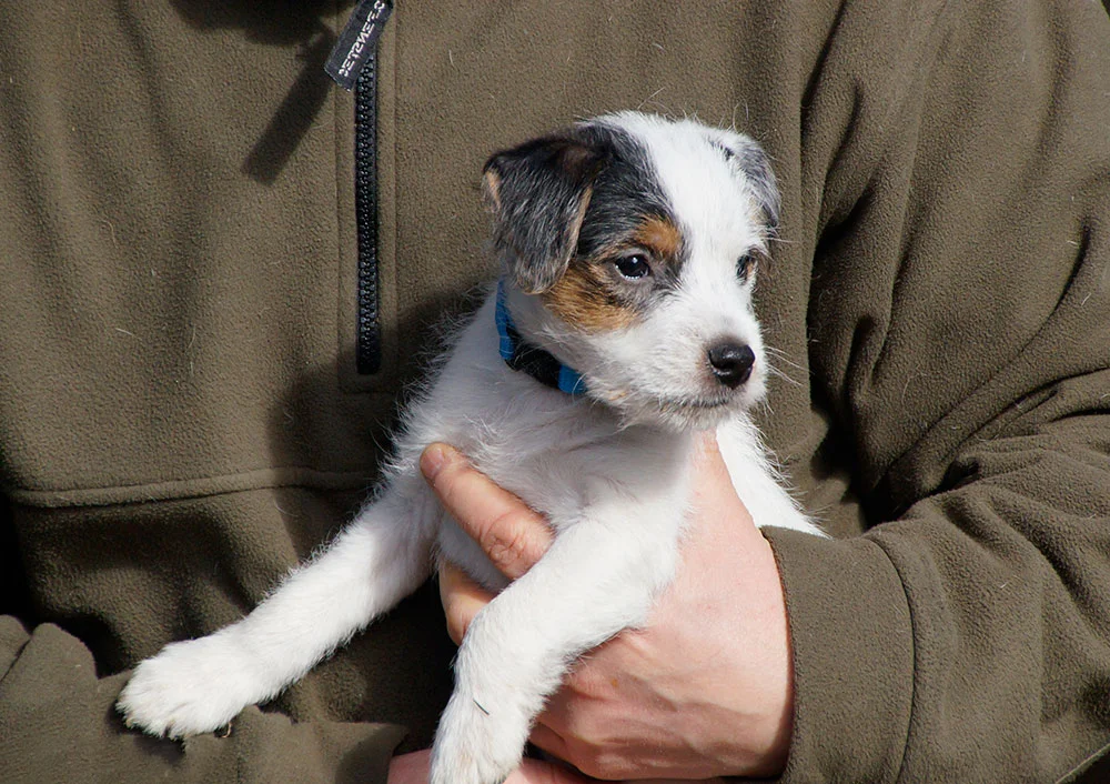 Tricolorfarbener Parson-Russell-Terrier-Welpe auf dem Arm