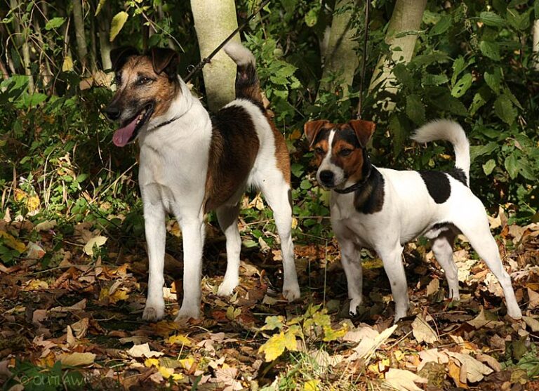 Fox Terrier und Jack Russell Terrier im Vergleich