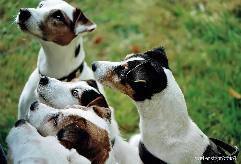 Verschiedene Parson Russell Terrier um 2005