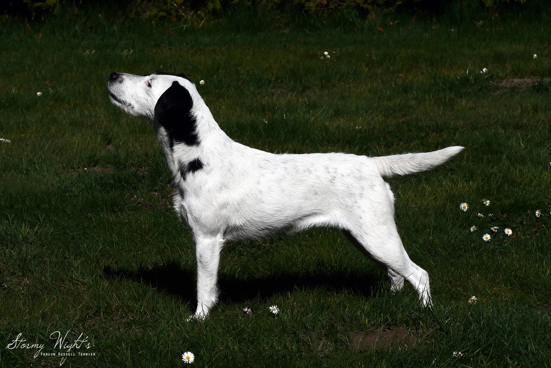 Parson Russell Terrier Juppi in der Standansicht