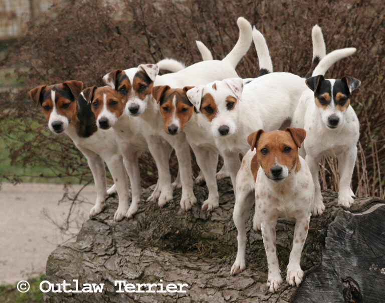 Mehrere Parson Russell Terrier im Wald