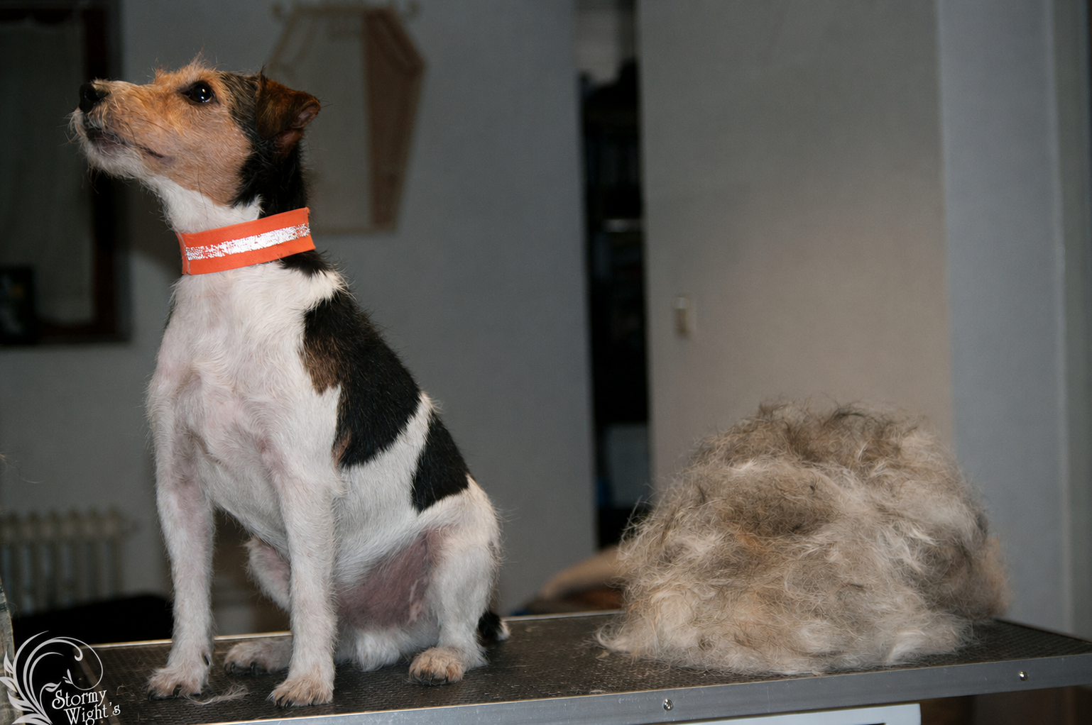 Parson Russell Terrier Hündin