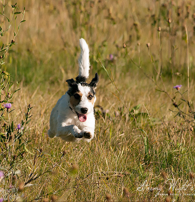 Parson Russell Terrier kommt angeflogen