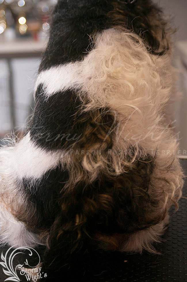 Halbseitig getrimmter Parson Russell Terrier