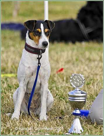 Hazel beim Hundesport
