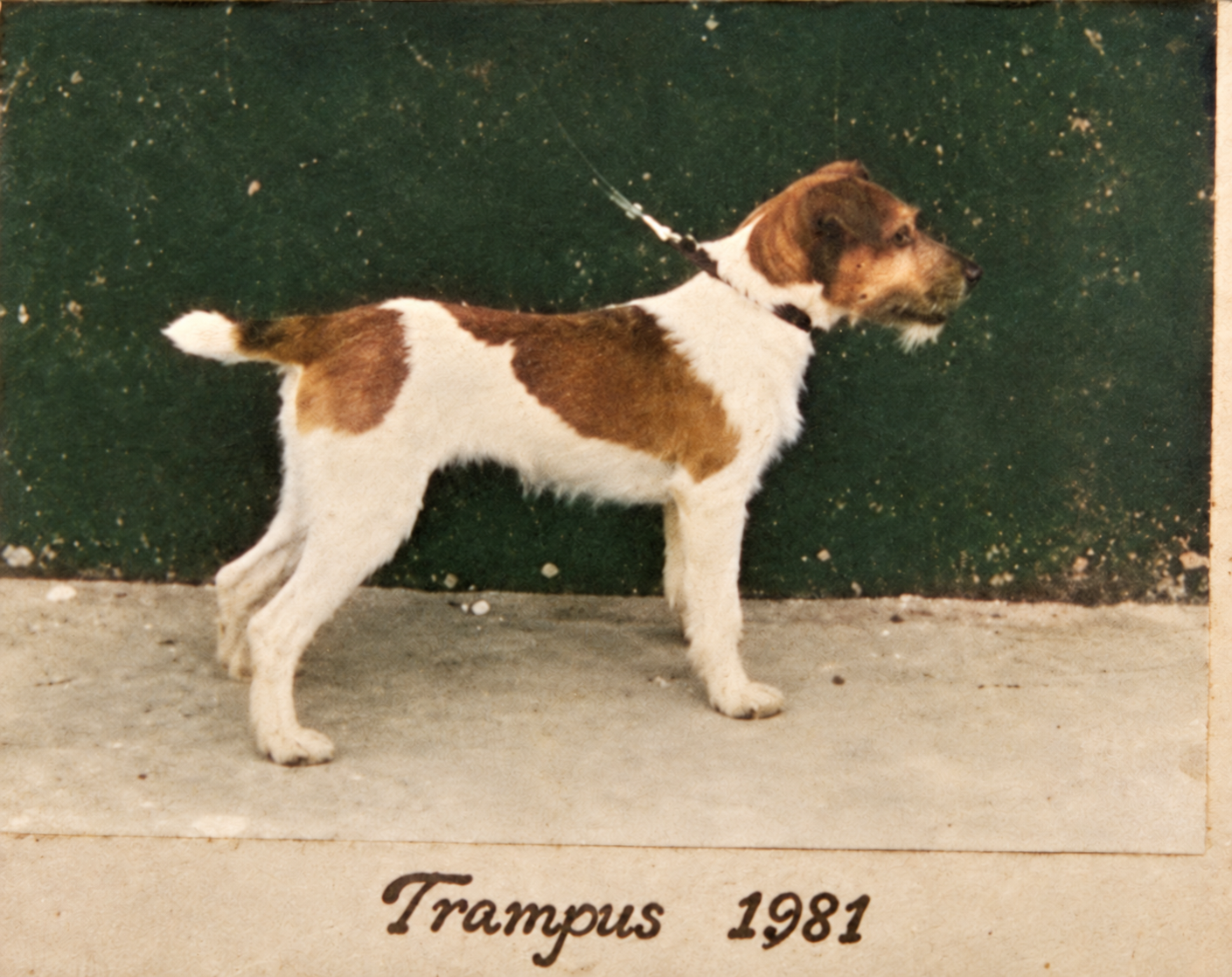 Working Terrier